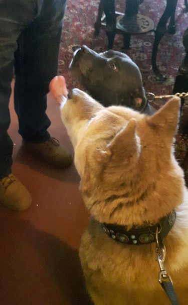 Toffee and Sultan Magazine pub treat time 2