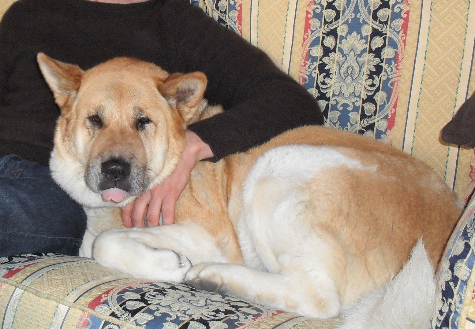 Toffee the Japanese Akita New Home - making myself at home