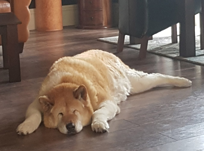 Toffee the Japanese Akita asleep on the floor