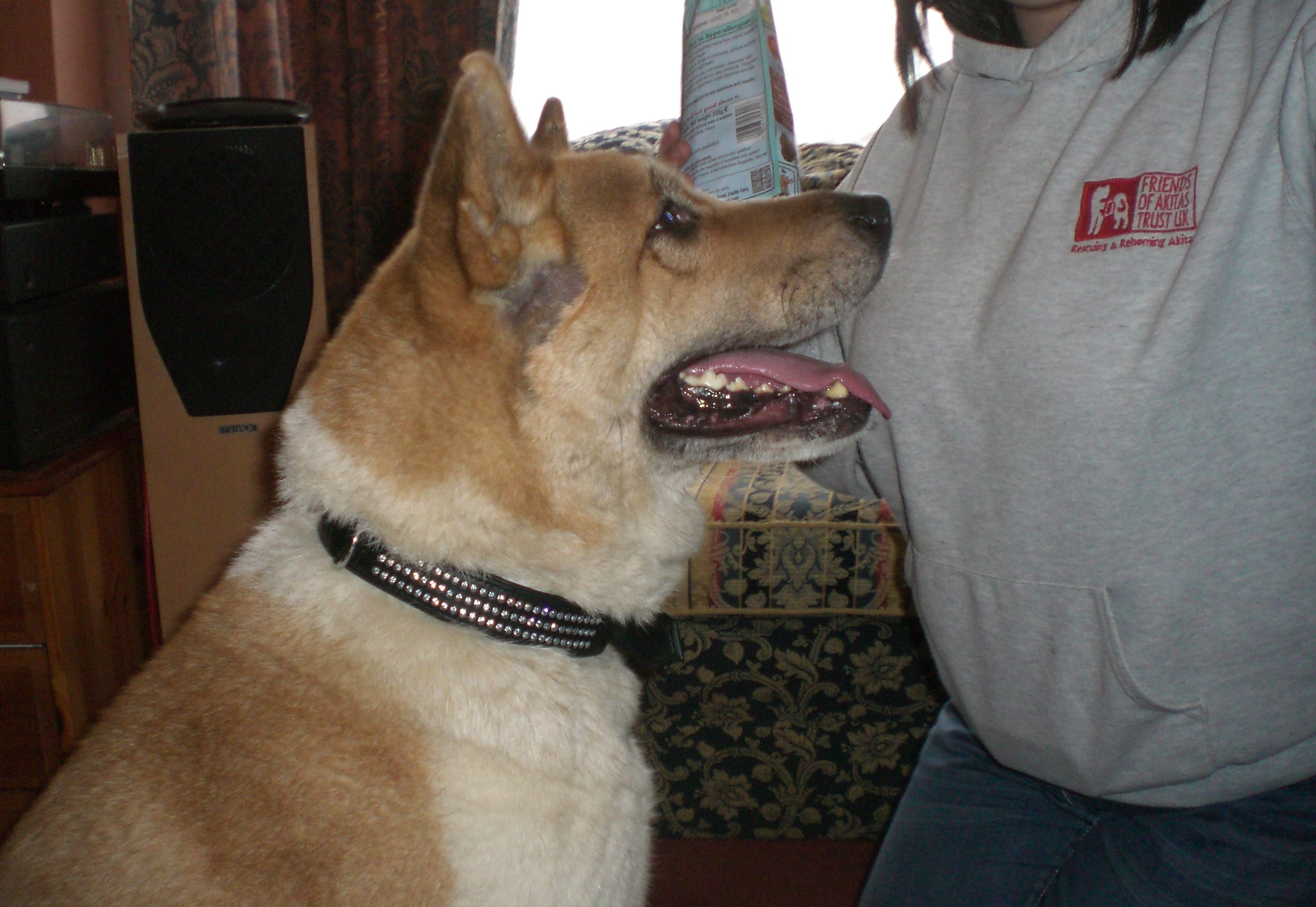 Toffee the Japanese Akita New Home Day 1 1