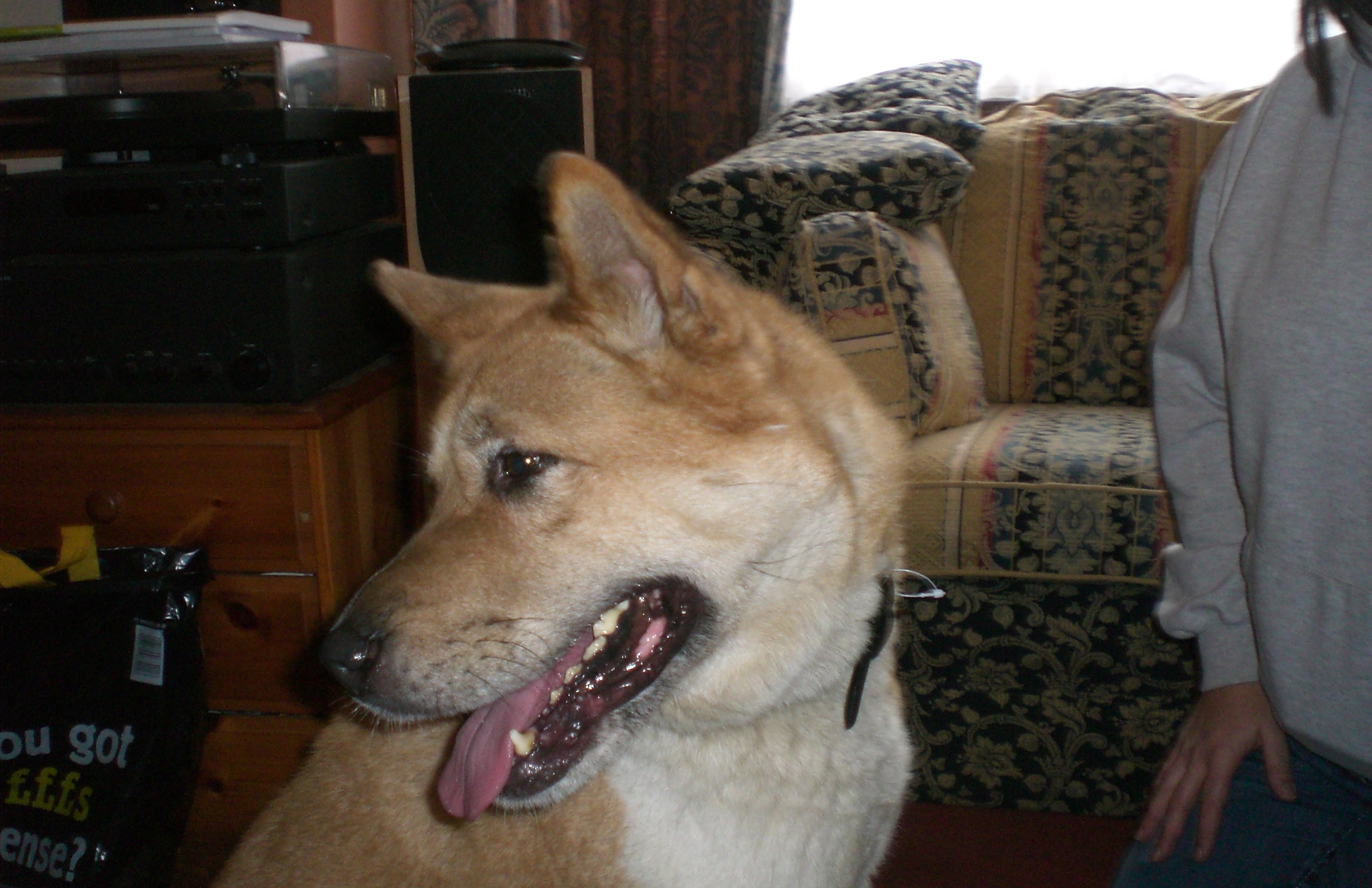 Toffee the Japanese Akita New Home Day 1 2