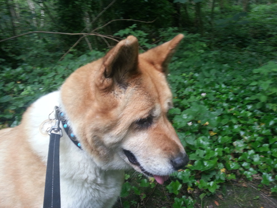 Toffee the Japanese Akita Kirkstall Woods sat down
