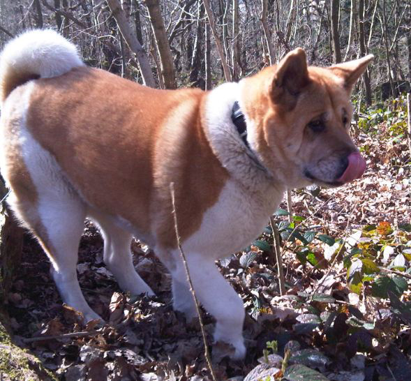 Toffeee the Japanese Akita licking nose