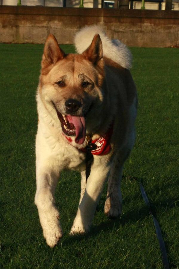 Toffee the Japanese Akita around 2009