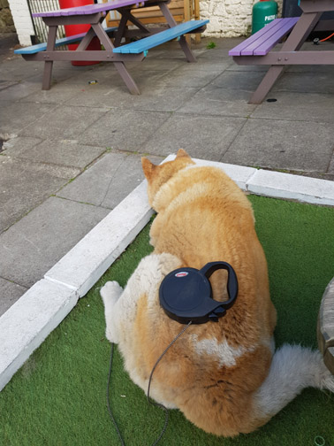Toffee the Akita at the Pilot Boat pub