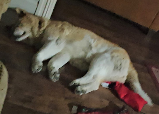Toffee the Japanese Akita Herniated disc sleeping