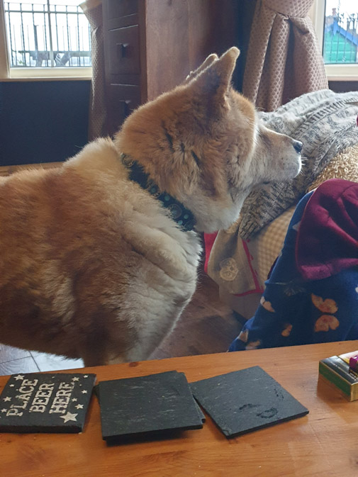 Toffee the Japanese Akita herniated disc recovering 1