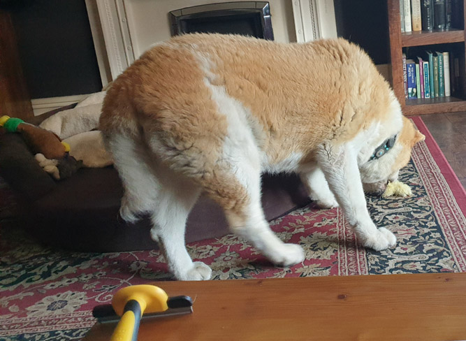 Toffee the Japanese Akita Retired playing with toy