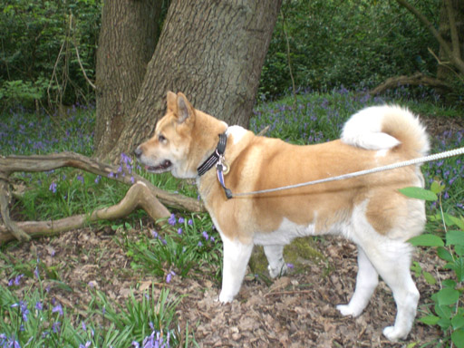 Kirkstall Woods in the Bluebells 2